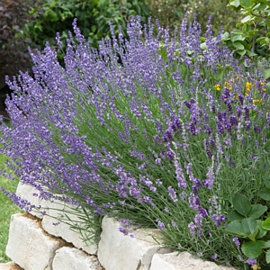 Lavendula Super Blue Lavender